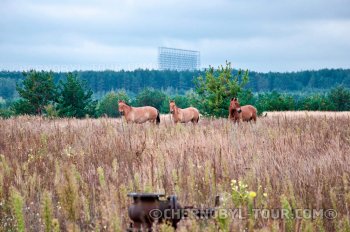 Two-, three-, four-, five- and seven-day tours to the Chernobyl zone and Pripyat-town